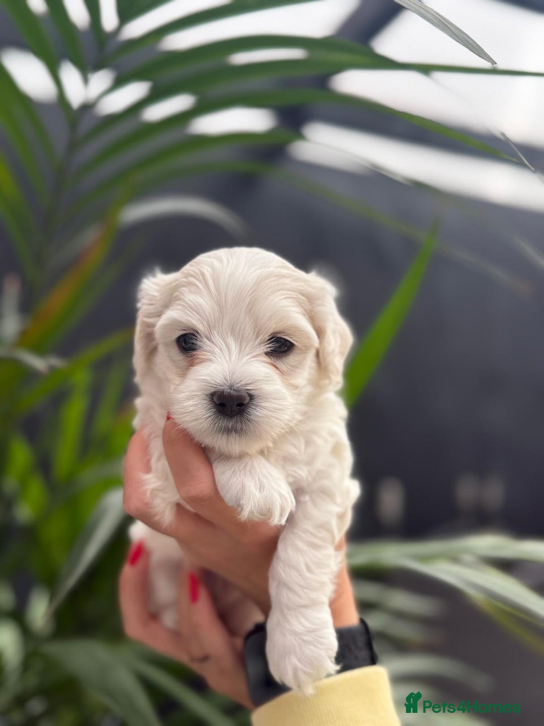 Maltipoo dogs for sale: ❤️Maltipoo beutifull puppies healthy checked❤️😍🥰 - Image 8