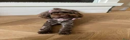 Cockapoo dogs for sale: RESERVED: Beautiful black Cockapoo boy - Advert 11
