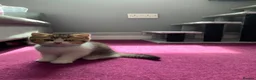 British Shorthair cats for sale: British Short Hair Kittens Purebred - Advert 10