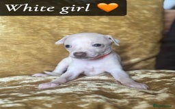 Italian Greyhound dogs for sale: Pedigree KC Reg Italian Greyhounds Champion lines in Durham - Image 30