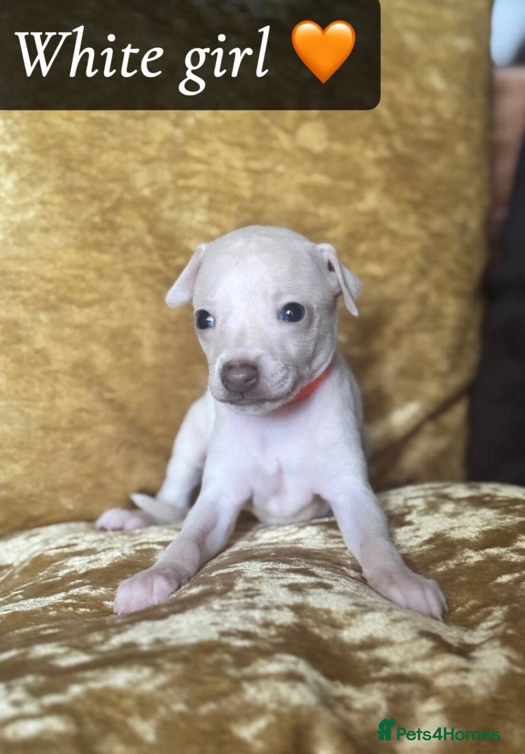 Italian Greyhound dogs for sale: Pedigree KC Reg Italian Greyhounds Champion lines in Durham - Image 30