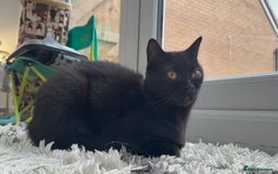British Shorthair cats for sale: Full BSH kittens ready to leave now, 14 weeks old - Image 12