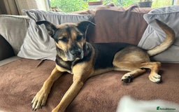 Mixed Breed dogs for adoption: Gorgeous Scooby doo lookalike needs a new home  - Image 2