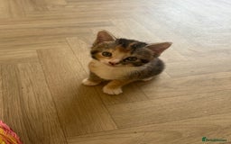 Mixed Breed cats for sale: Four mixed bread kittens  - Image 2