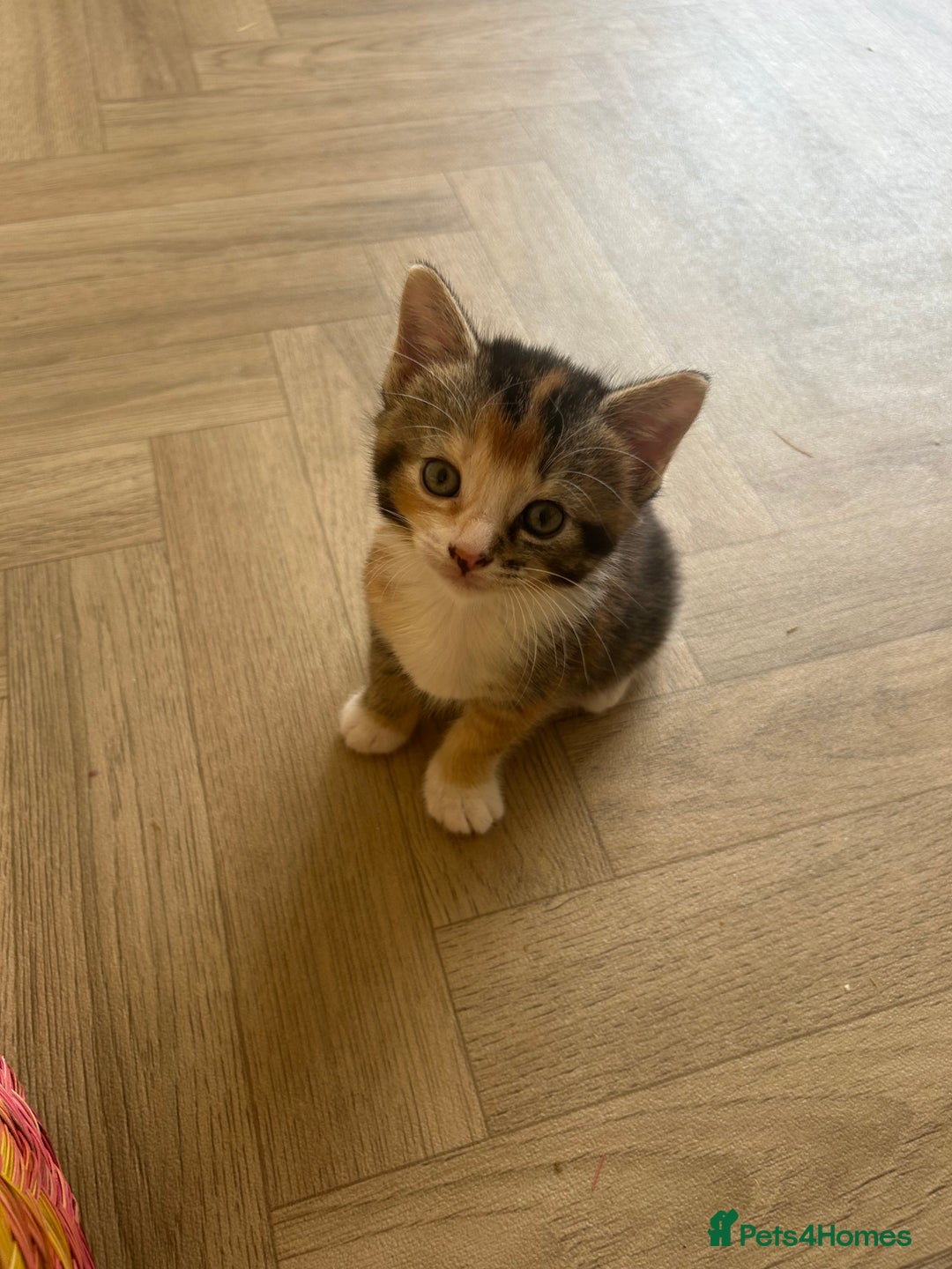 Mixed Breed cats for sale: Four mixed bread kittens  - Image 2