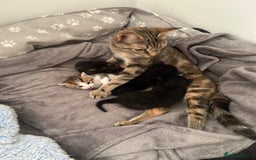 Mixed Breed cats for sale: Beautiful healthy kittens 1x Male and 2x female  - Image 5