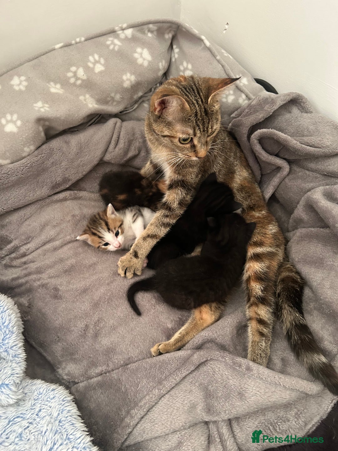 Mixed Breed cats for sale: Beautiful healthy kittens 1x Male and 2x female  - Image 5