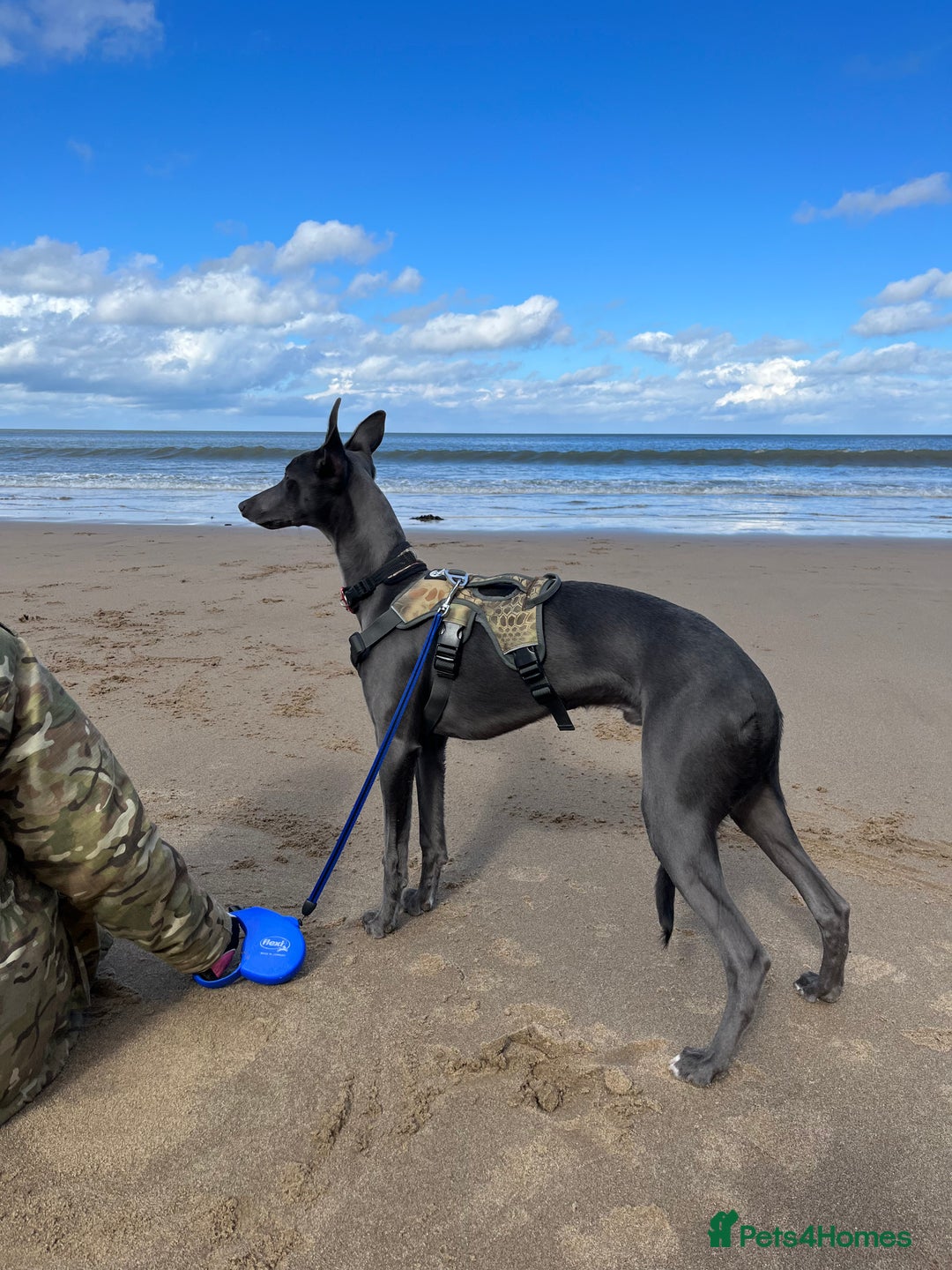 Whippet dogs for sale: 🐾 KC Registered Black Whippet Puppies 🐾 - Image 37
