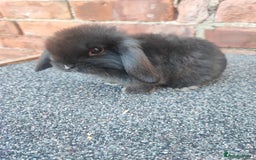 Mini Lop rabbits for sale: Baby mini lop bunnies - Image 5