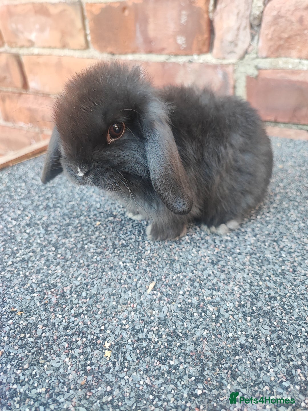 Mini Lop rabbits for sale: Baby mini lop bunnies - Image 5