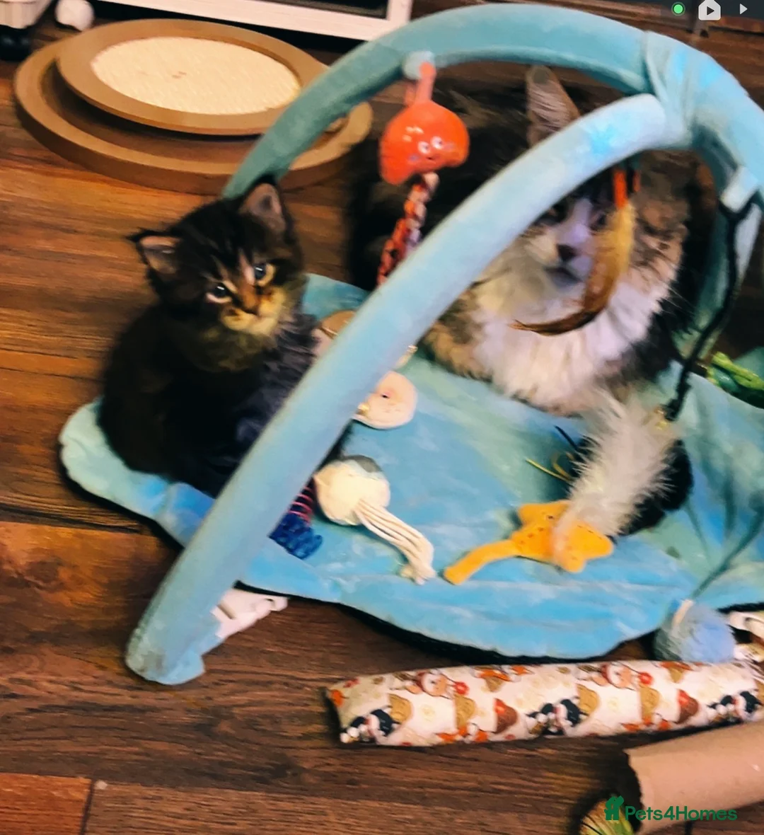 Maine Coon cats for sale: Last  2 Mainecoons kittens. left both boys  - Advert 14