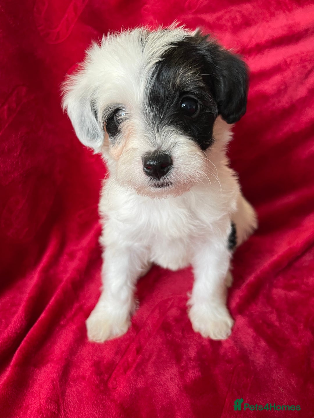 Yorkshire Terrier dogs for sale: Yorkshire terriers - Advert 6