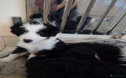 Bordoodle dogs for sale: Bordoodle pups - Advert 2