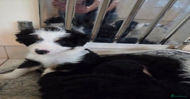 Bordoodle dogs Bordoodle pups - Advert 16