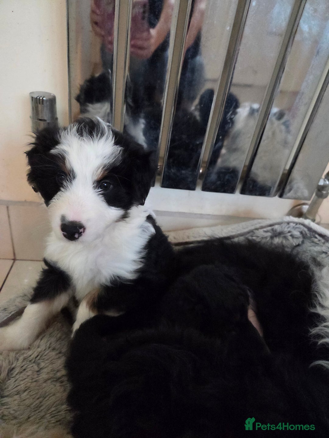 Bordoodle dogs for sale: Bordoodle pups - Advert 2