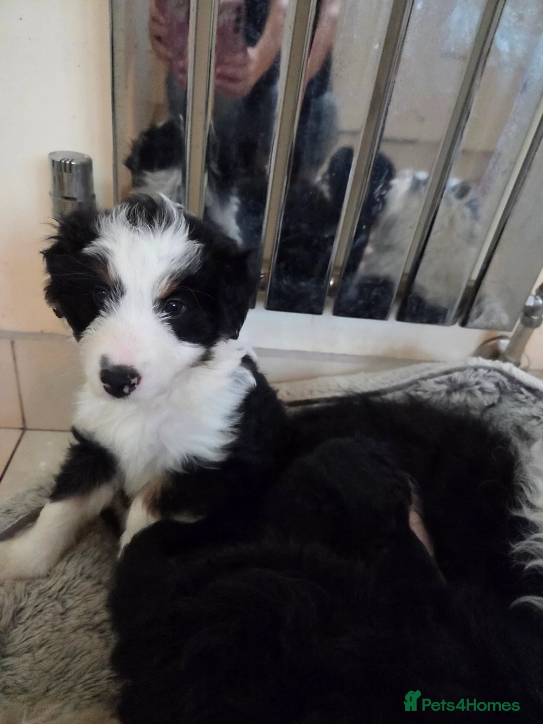 Bordoodle dogs for sale: Bordoodle pups - Advert 7