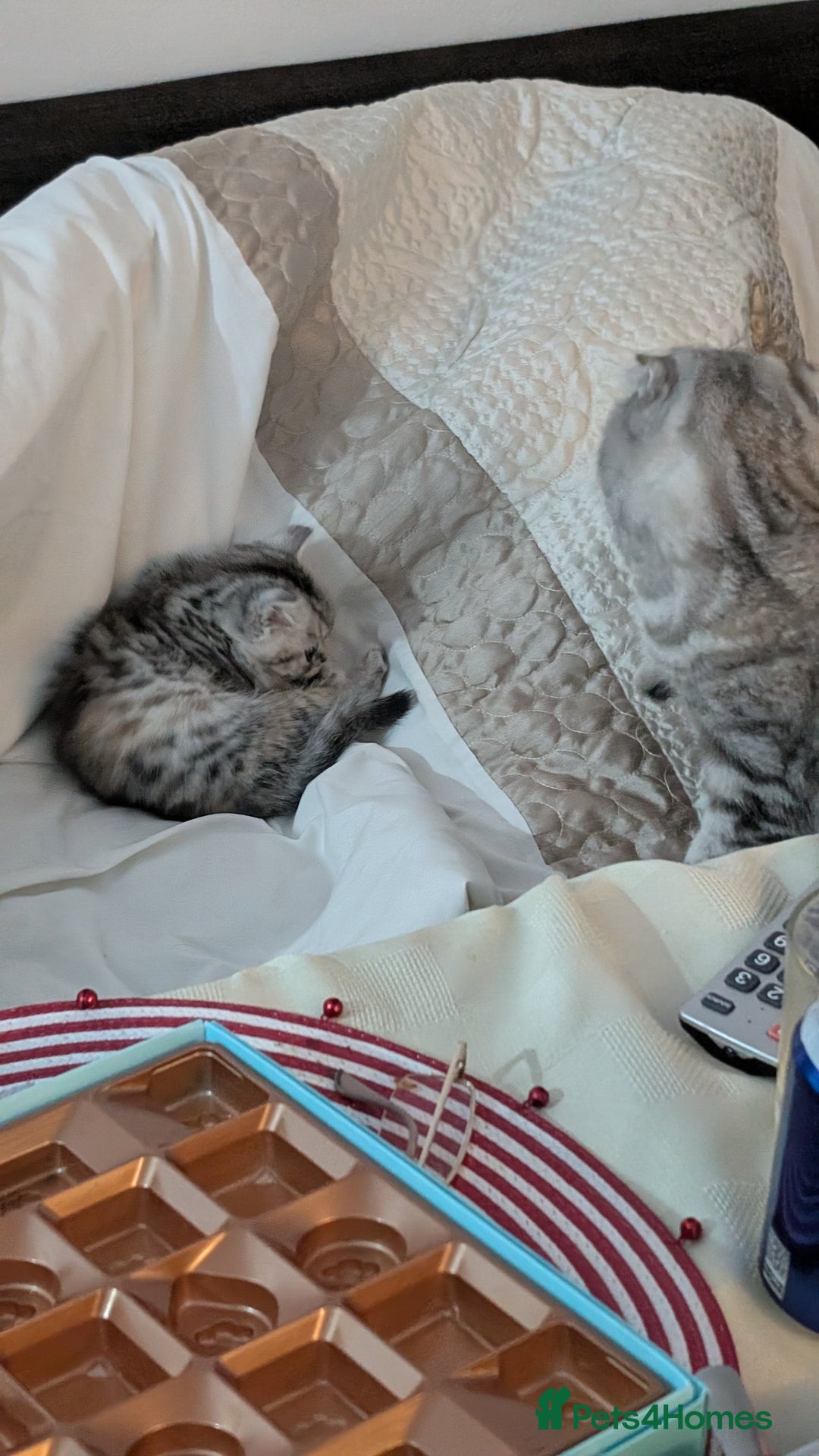 British Shorthair cats for sale: Scottish Straight Kitten - Advert 3