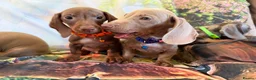 Miniature Dachshund dogs for sale: 💫❤️Supreme miniature dachshund puppies❤️💫  - Advert 2