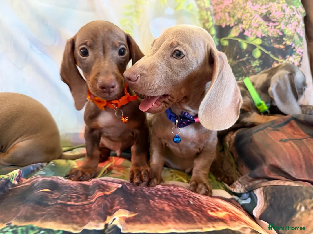 Miniature Dachshund dogs for sale: 💫❤️Supreme miniature dachshund puppies❤️💫  - Advert 2