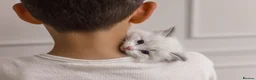 Ragdoll cats for sale: Best Ragdoll kittens - Advert 22