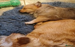 Pomeranian dogs for sale: Gorgeous female Pomeranian Terrier Mix 1 Left! - Image 6
