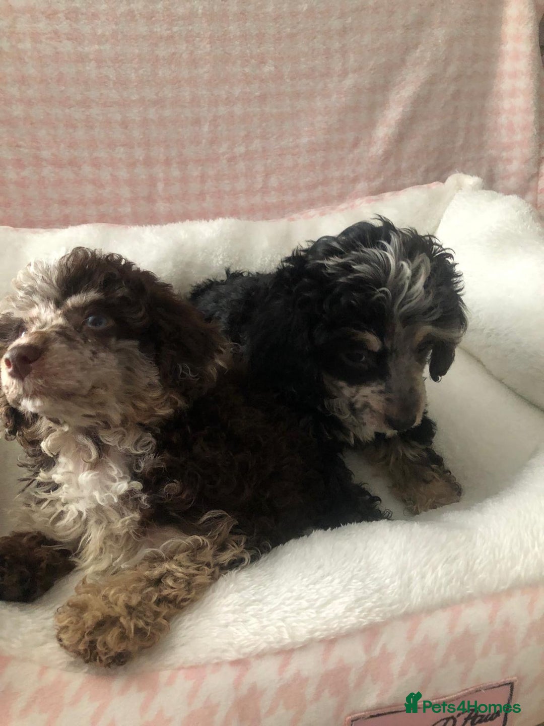 Miniature Poodle dogs for sale: ❤️🐶beautiful Merle miniature poodles girls🐶❤️ - Image 5
