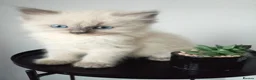 Ragdoll cats for sale: Champion bred Ragdoll kittens  - Advert 4