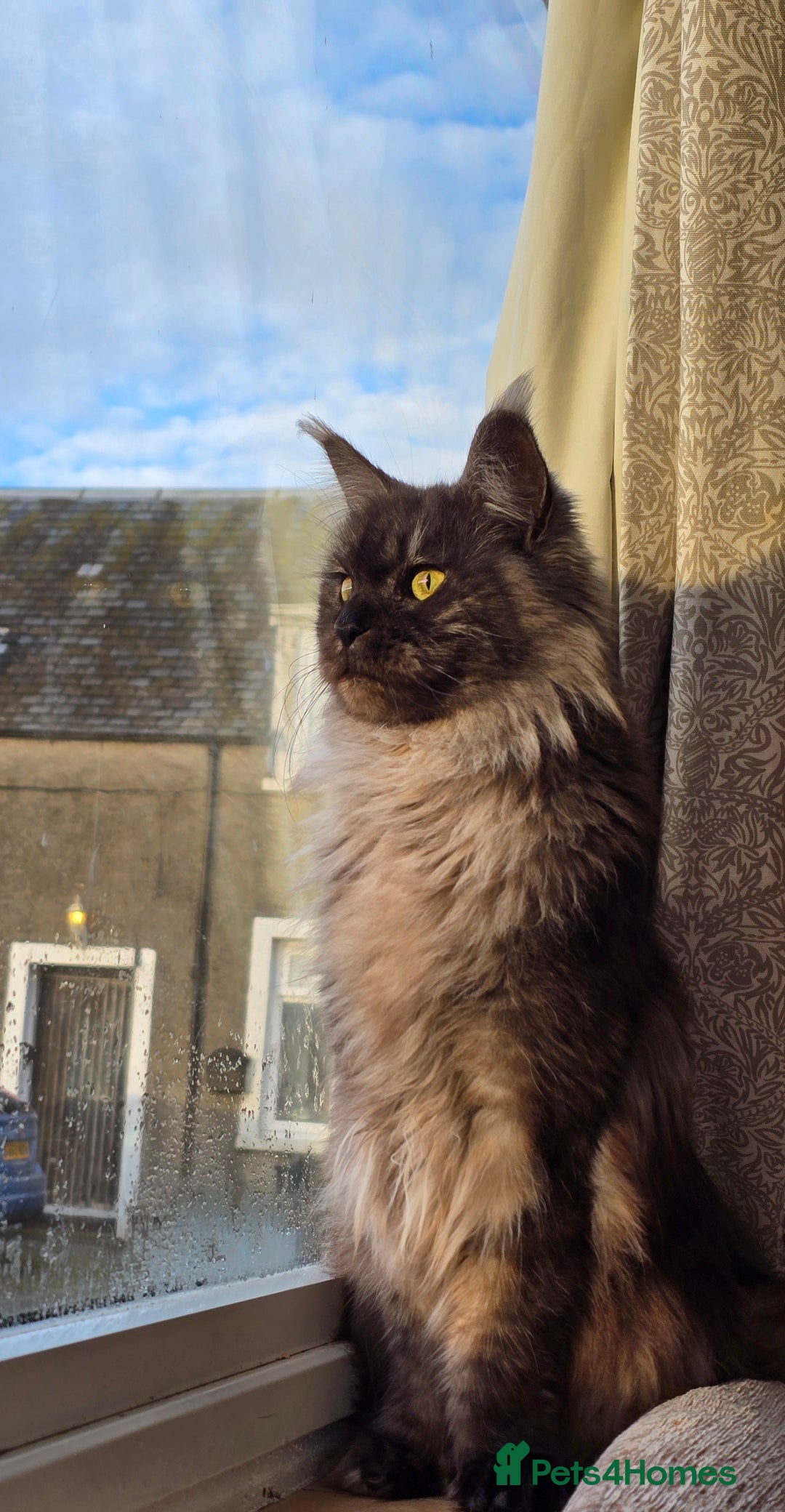 Maine Coon cats for sale: Stunning TICA registered Female Maine Coon  - Advert 2