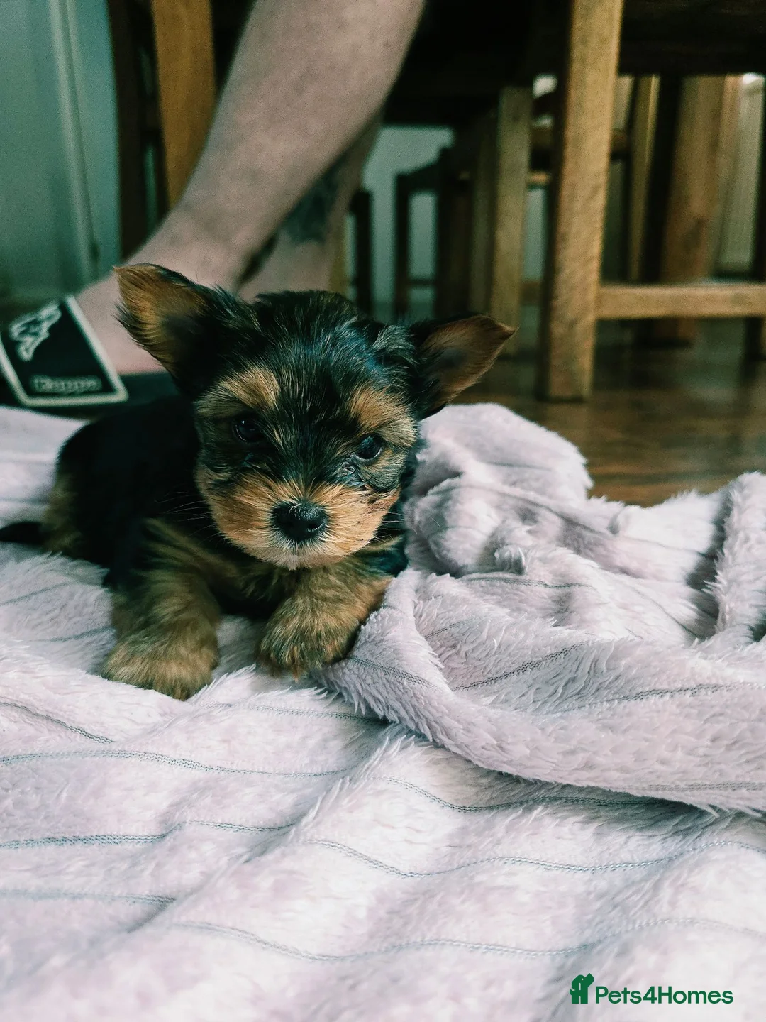 Yorkshire Terrier dogs for sale: Yorkshire Terrier puppies for sale in Thames Ditton - Advert 14