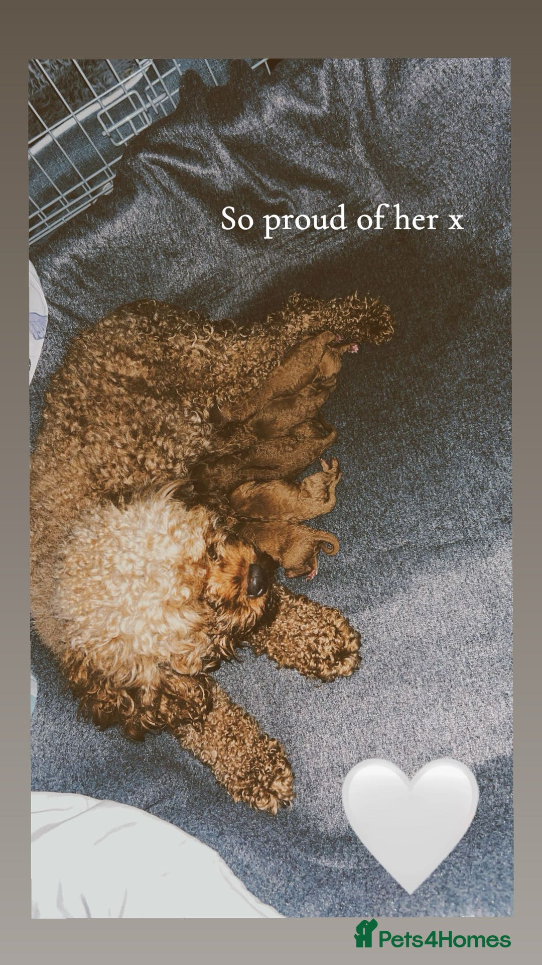 Cavapoo dogs for sale: TOY RED CAVAPOO PUPPIES  - Advert 2