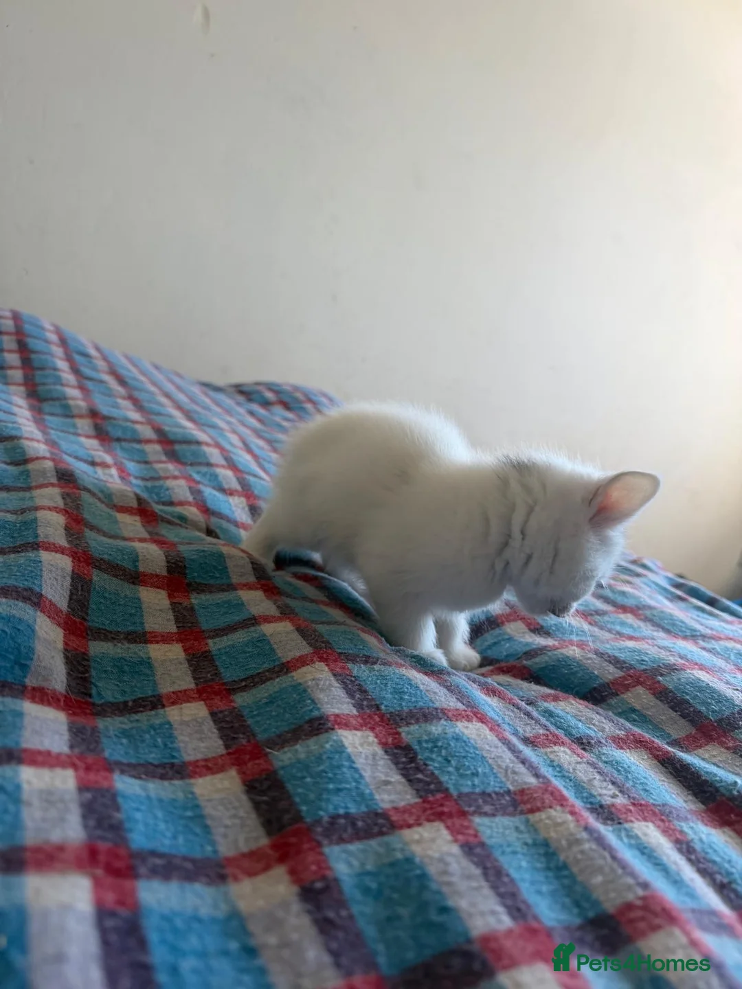 Mixed Breed cats for sale: Kittens beautiful fluffy  - Advert 2