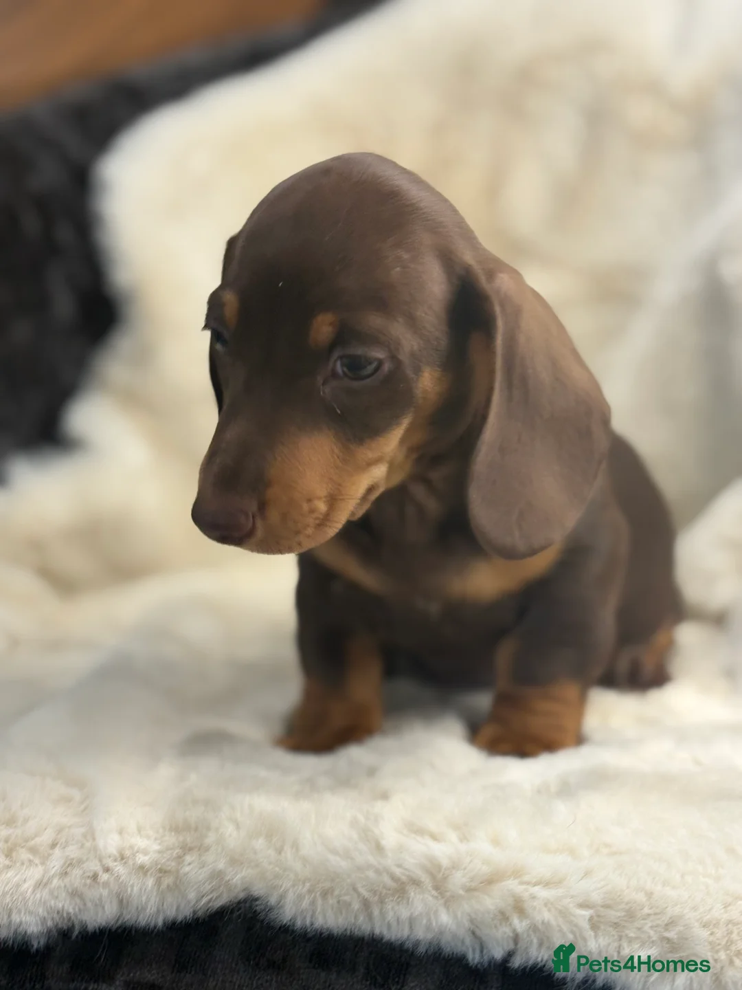 Miniature Dachshund dogs for sale: Top quality mini smooth dachshund pups  - Advert 11