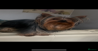 Yorkshire Terrier dogs in Manchester - Advert 13
