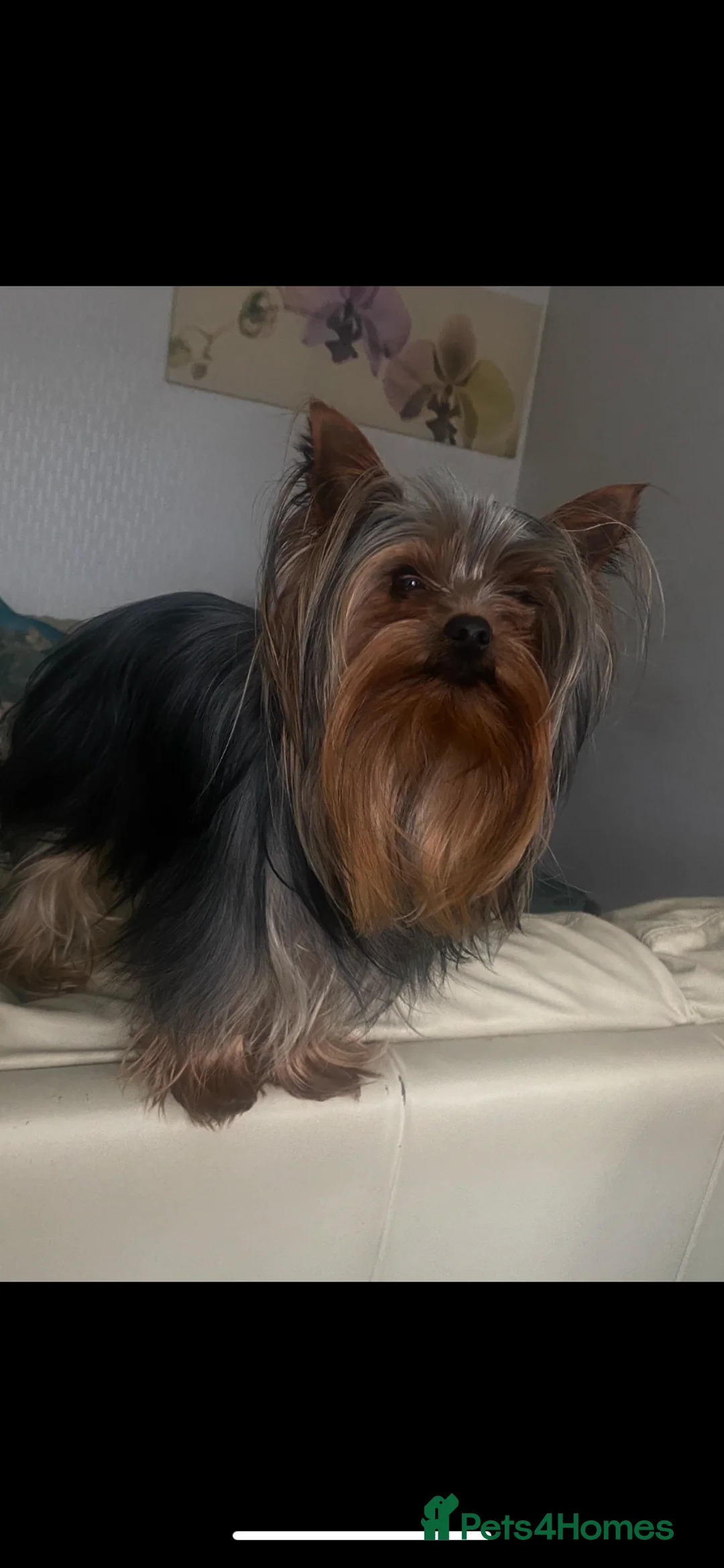 Yorkshire Terrier dogs for stud: KC registered Yorkshire Terrier Stud dog  in Manchester - Advert 3