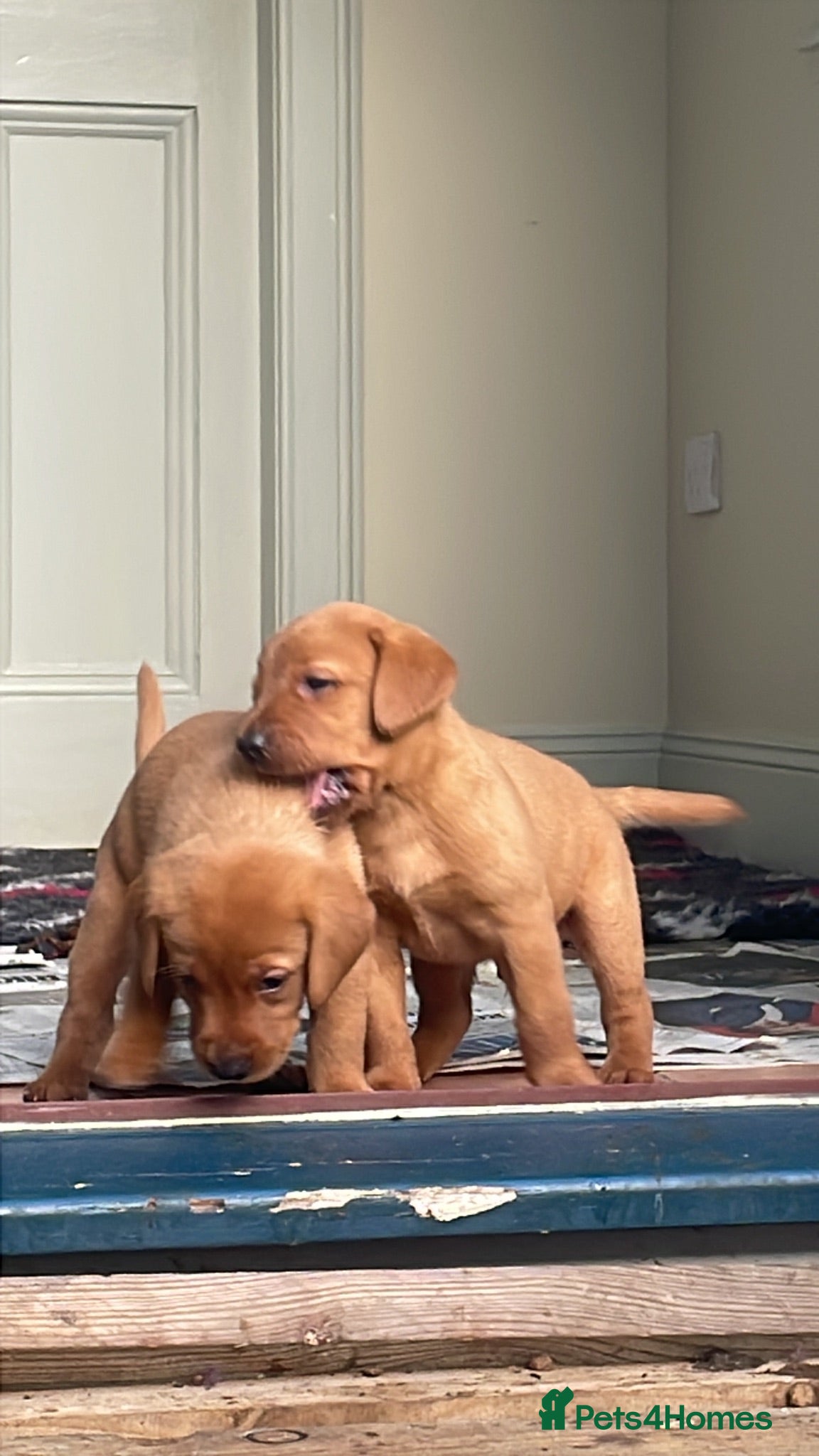 Labrador Retriever dogs Fox Red Labrador Puppies - Advert 2