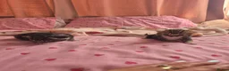 Mixed Breed cats for sale: Boy and girl kitten - Advert 6
