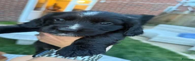 Puppy 9
