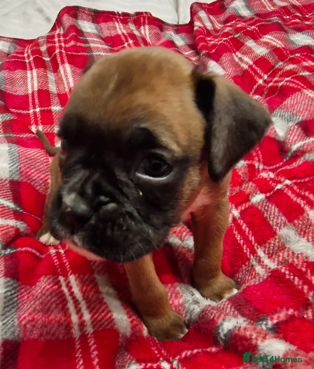 Boxer dogs for sale: Kc boxer puppies - Advert 25