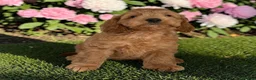 Cockapoo dogs for sale: Beautiful F1 pups from health tested parents in Marlborough - Advert 5