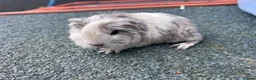 Guinea Pig rodents for sale: Beautiful long haired guinea pigs to reserve  - Advert 19
