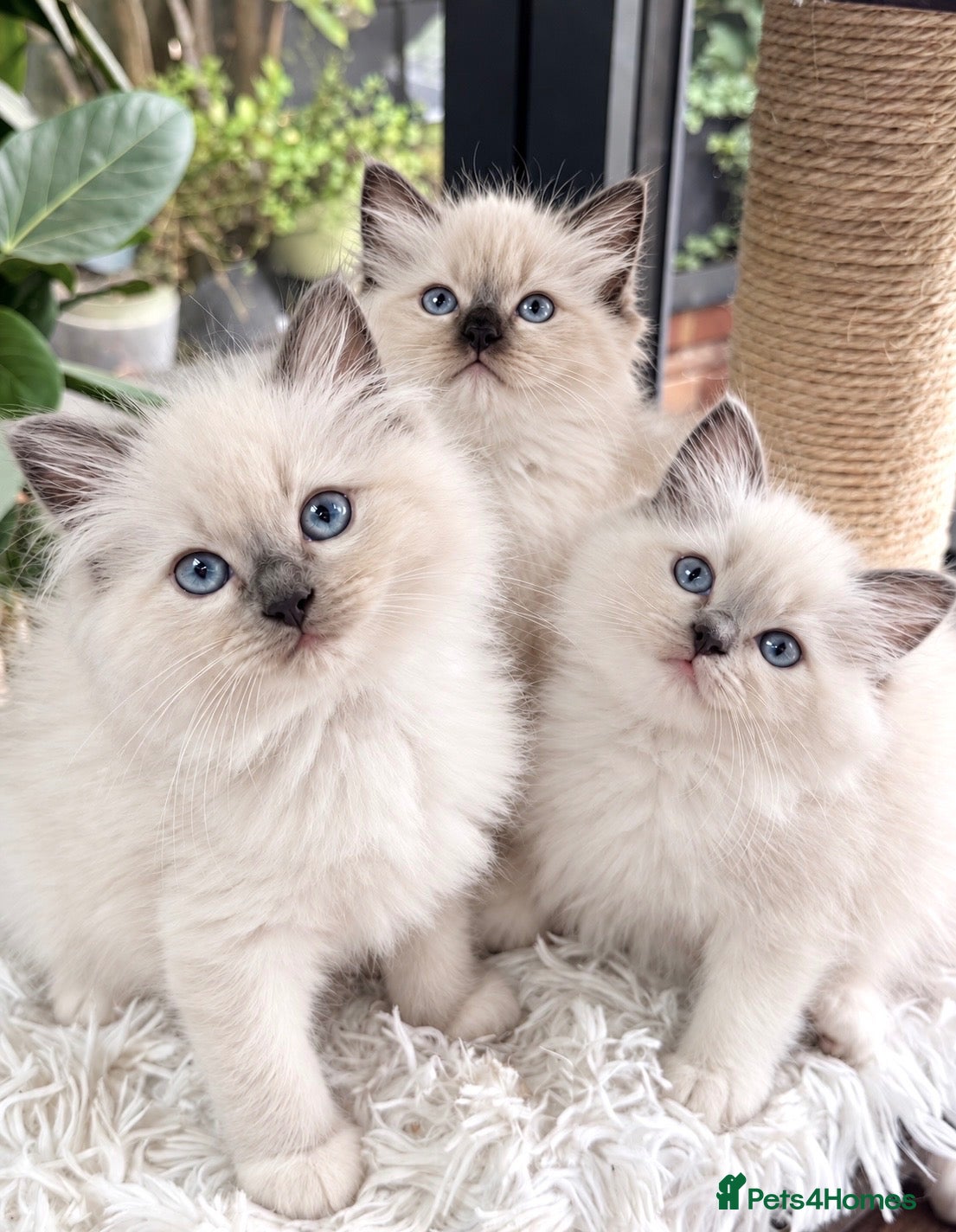 Ragdoll cats 🏆Sired by Imperial Grand Champion TICA REGISTERED - Advert 1