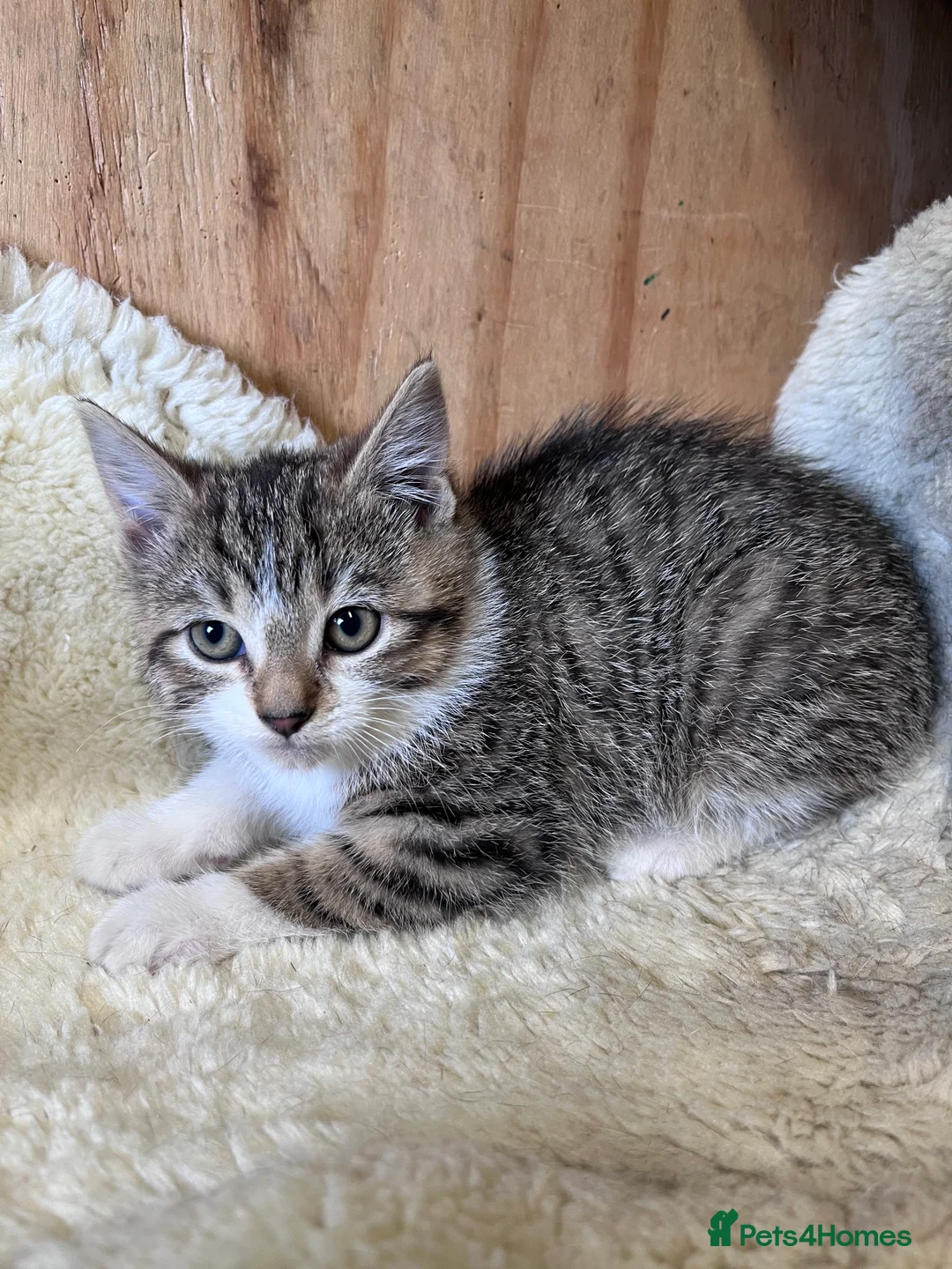 Mixed Breed cats for sale: Beautiful tabby and white kitten  - Advert 3