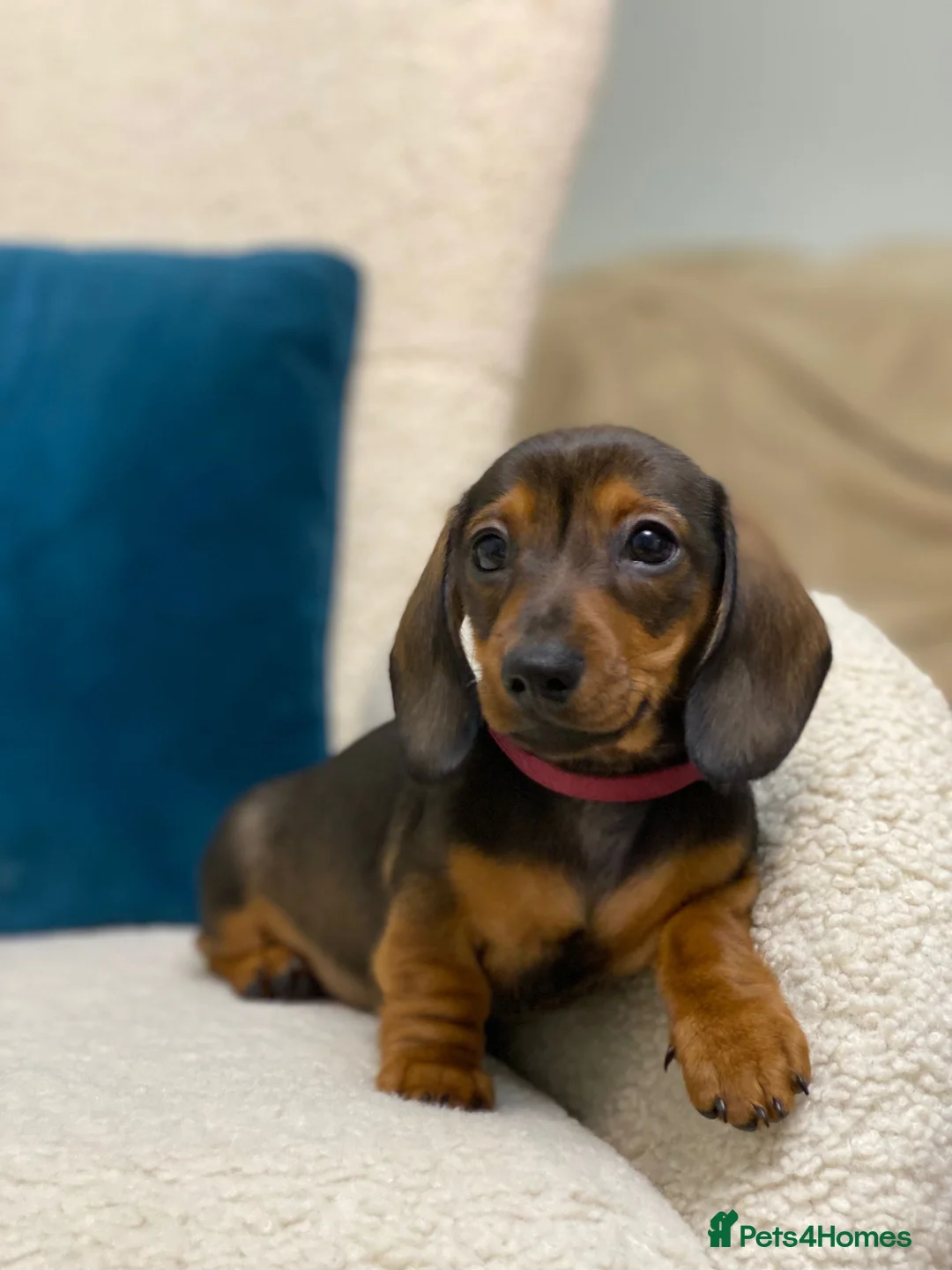 Miniature Dachshund dogs for sale: Gorgeous KC PRA CLR Miniature dachshund girl - Advert 15