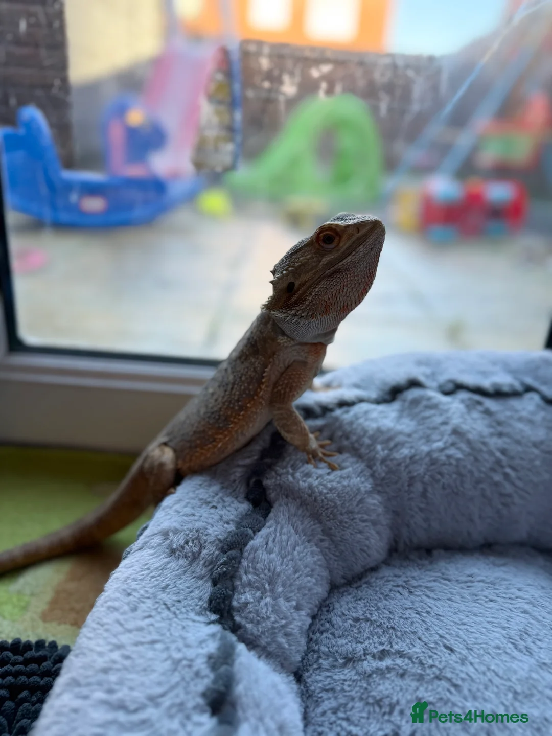 Bearded Dragon reptiles for sale: Wonderful Family Bearded Dragon For Adoption.  - Advert 3