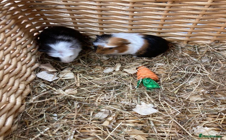 Guinea Pig rodents - Advert 16