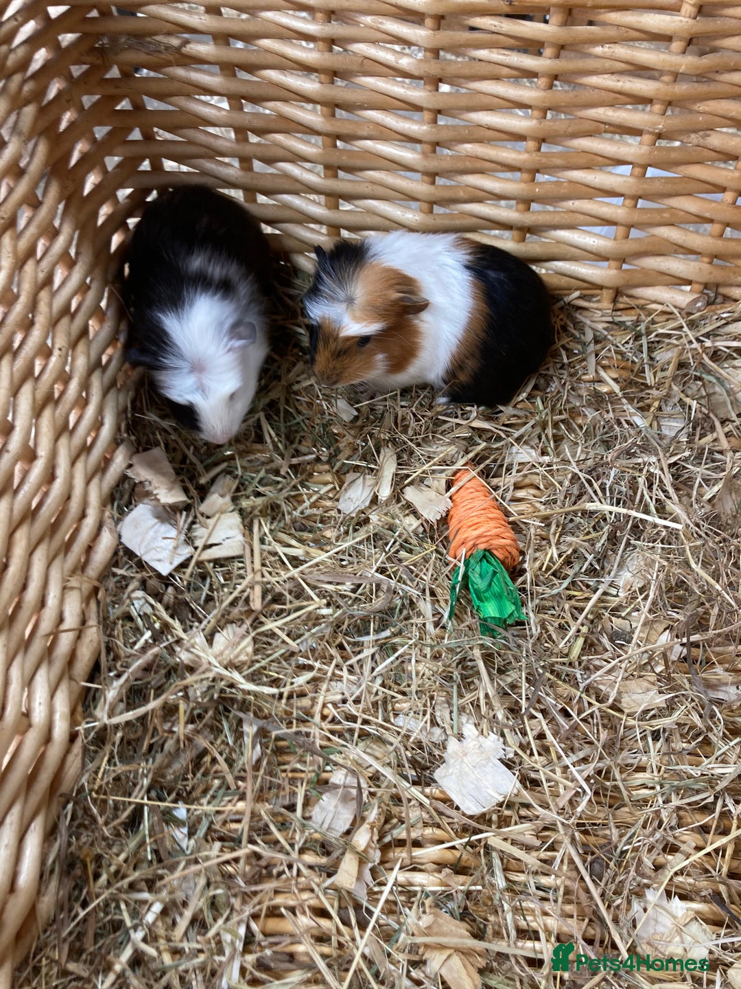 Guinea Pig rodents for sale: Lots of lovely baby guinea pigs - Image 1