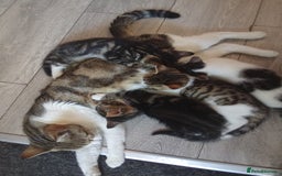 Mixed Breed cats for sale: Kittens for sale  - Image 19