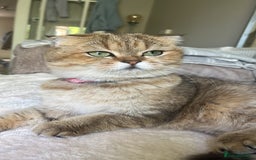 Scottish Fold cats for sale: Beautiful golden tabby shade  - Advert 5