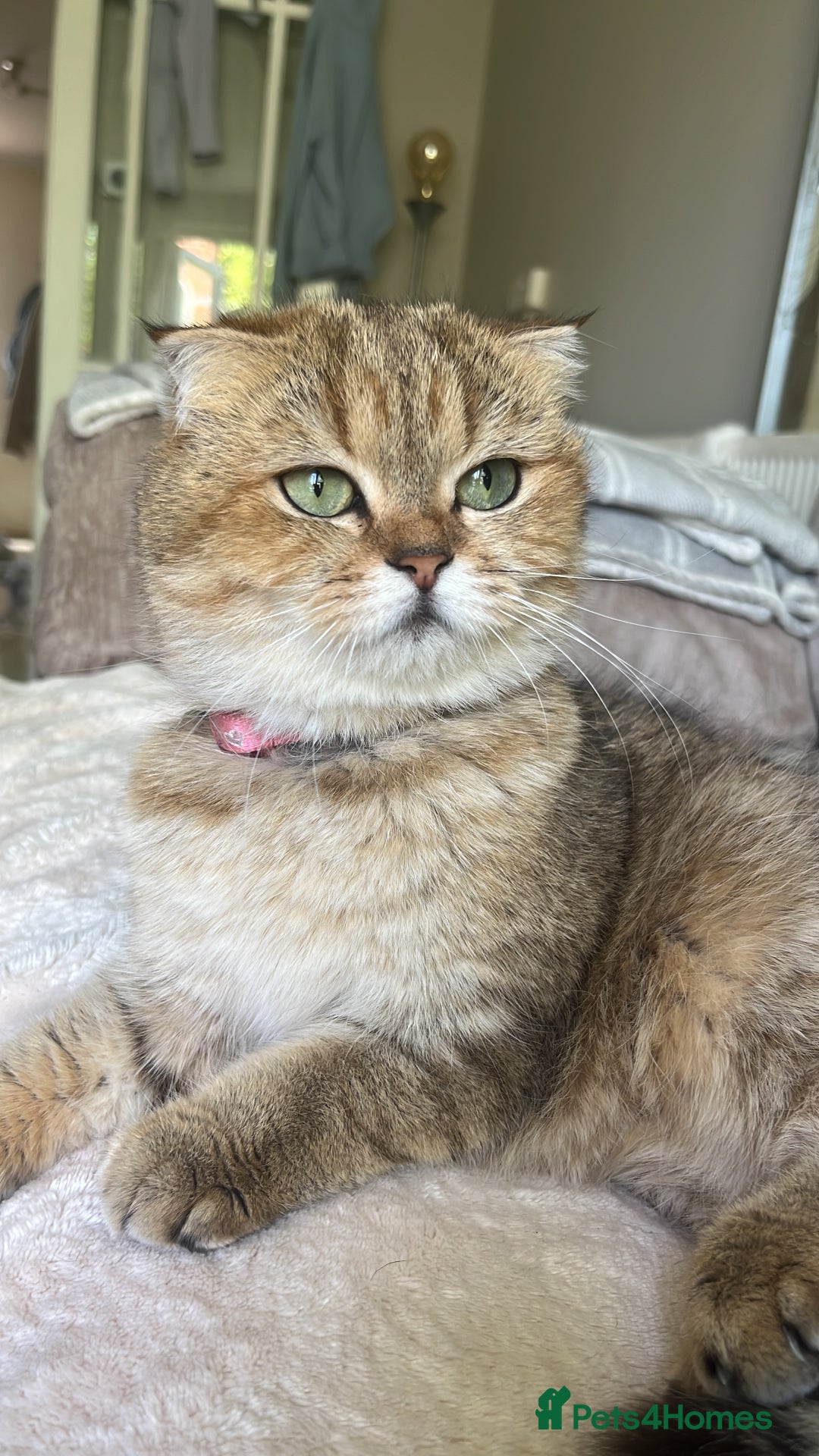 Scottish Fold cats for sale: Beautiful golden tabby shade  - Advert 5