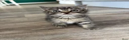 Mixed Breed cats for sale: Cute kitties  - Advert 11